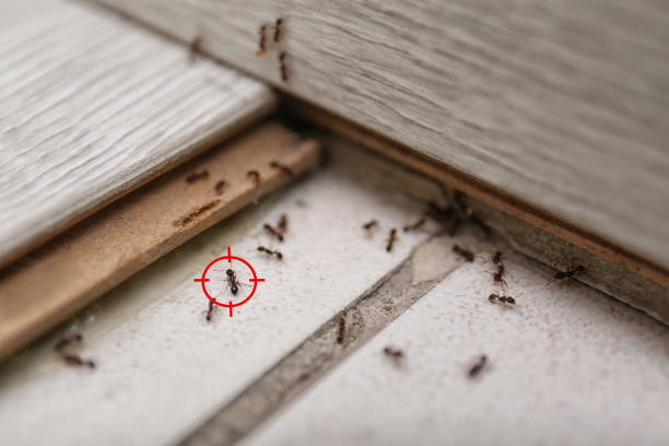 Best Rat Extermination Near Me  in Bonita, CA