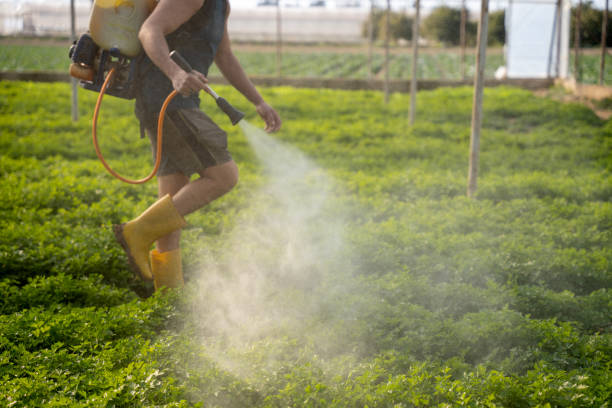 Best Affordable Pest Control Services  in Bonita, CA
