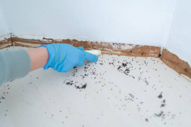Best Mosquito Control Services  in Bonita, CA